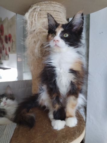 Gattini maine coon