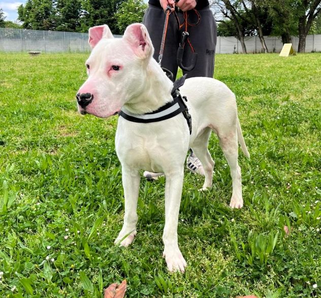 ALBINO DOGO ARGENTINO - Foto 7