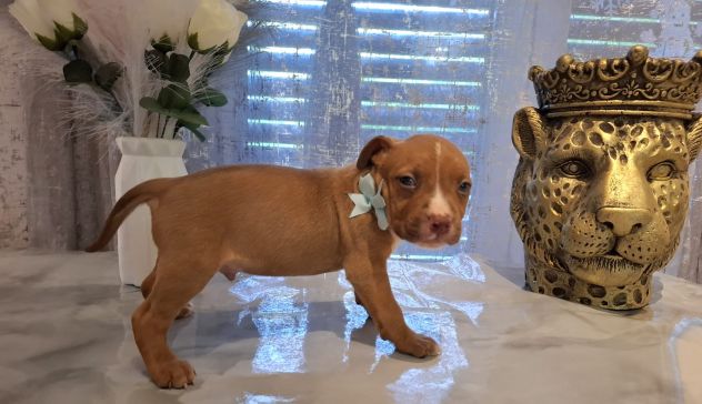 Meravigliosi cuccioli di Pitbull - Foto 6