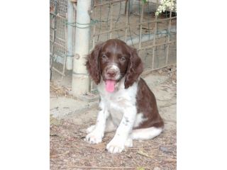 Cuccioli