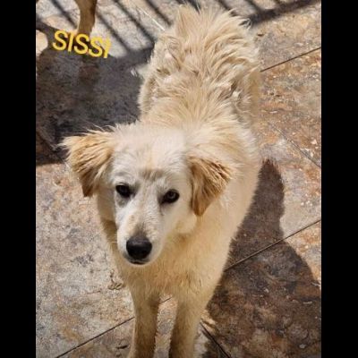 CANILE DI 3.000 CANI I POST SONO LA LORO UNICA POSSIBILITA' DI VISIBILITA'