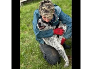 ESCAPE cacciatore di abbracci, CANE IN ADOZIONE