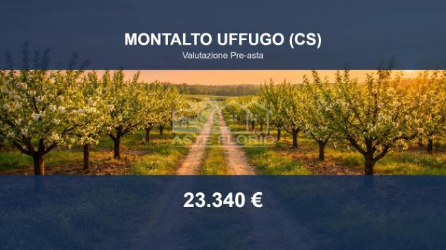 Immobile in asta di 16835 m² in vendita a Montalto Uffugo