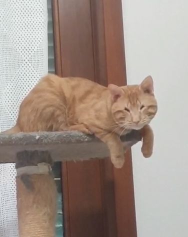 regalo cucciolo speciale