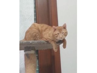 regalo cucciolo speciale