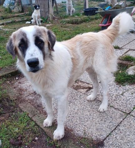 LUCA quanta solitudine!2anni - 40kg