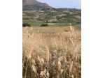 Terreno in vendita a Calatafimi-Segesta