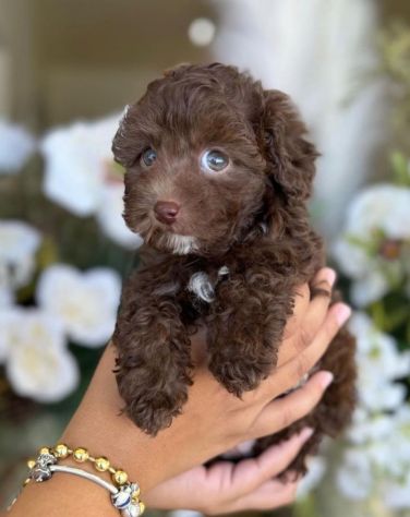 BARBONCINI NANI & BARBONCINO TOY CUCCIOLI cioccolato pag in 12 mesi