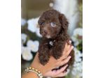 BARBONCINI NANI & BARBONCINO TOY CUCCIOLI cioccolato pag in 12 mesi