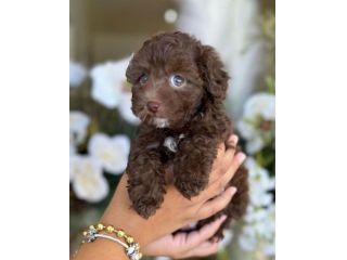 BARBONCINI NANI & BARBONCINO TOY CUCCIOLI cioccolato pag in 12 mesi