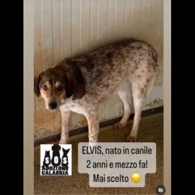 ELVIS E COOKIE CAGNOLINI IN ADOZIONE - Foto 3