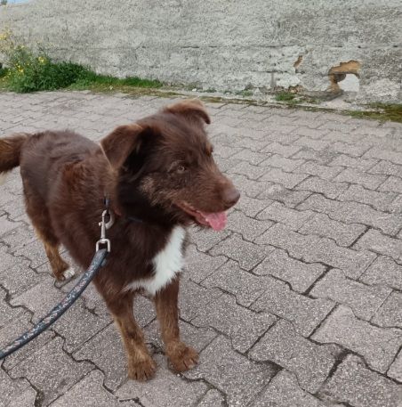 Ciro 3anni pelo fulvo occhi ambra mollato in strada MESSINA
