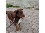Ciro 3anni pelo fulvo occhi ambra mollato in strada MESSINA
