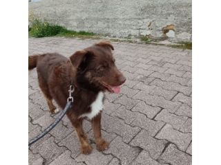 Ciro 3anni pelo fulvo occhi ambra mollato in strada MESSINA