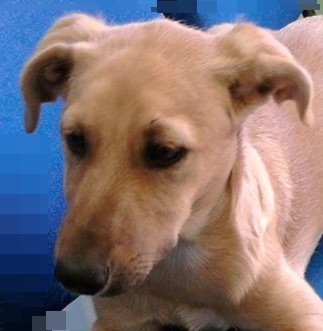 SUGAR e amichetta, cuccioli dolcissimi - Foto 2