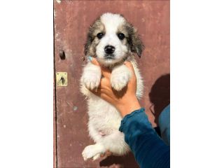 Pepe cucciolo in canile
