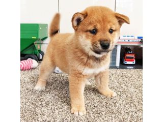 Cuccioli di Shiba Inu