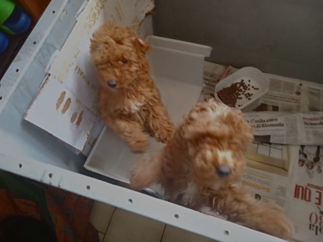 Cuccioli di Barboncino Red - Foto 3