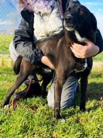MAI SCELTI: CANI IN ADOZIONE - Foto 3