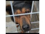 GRISU' piccolo lupetto, CAGNOLINO IN ADOZIONE