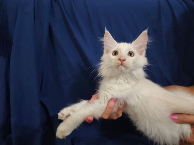Gatti razza Maine Coon - Foto 7