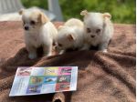Cuccioli di incrocio Maltese X Chihuahua