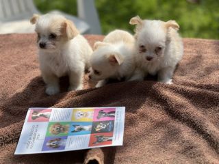 Cuccioli di incrocio Maltese X Chihuahua