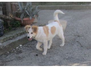 BLONDIE E BILLY, cuccioli gioiosi