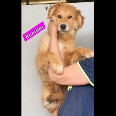 CUCCIOLI IN ADOZIONE