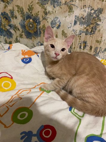 Cremino, cucciolo cerca famiglia - Foto 3