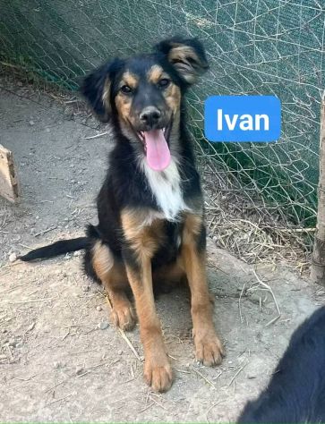 CUCCIOLI IN ADOZIONE - Foto 9