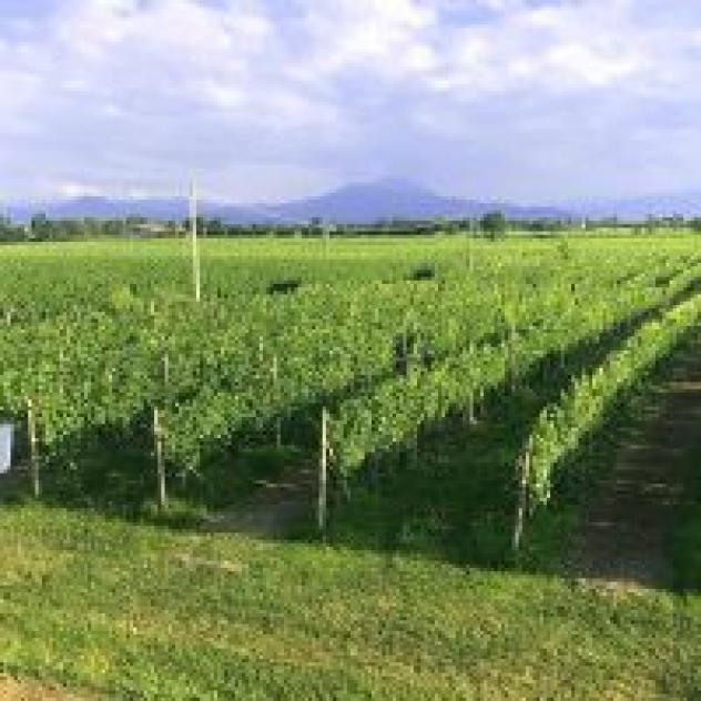 Societa' Agricola Tenuta La Borghetta - Foto 2