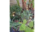 PIANTE GRASSE TANTI TIPI Aloe, Agave, Crassula, Alocasia, pianta misera....