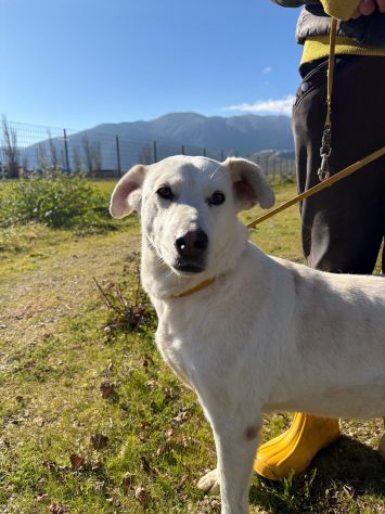Stella cagnolona che non da problemi - Foto 3
