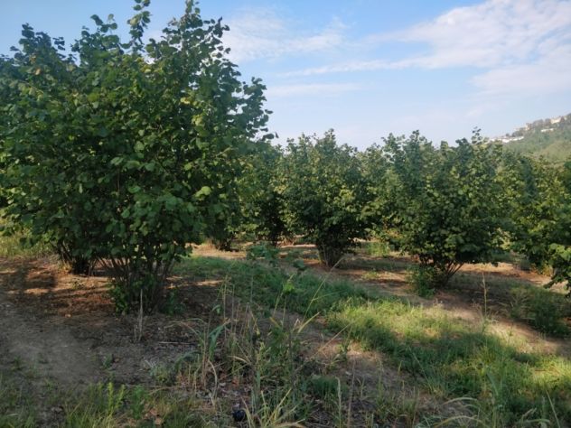 NOCCIOLE Casa e Spazi per Ulteriori Esigenze - Foto 6