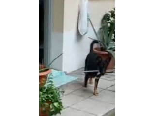 CAGNOLINO