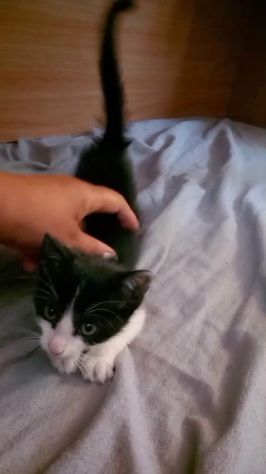 FELIX, adorabile micino in adozione - Foto 4