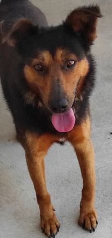 CANE IN ADOZIONE: GRISU' il lupetto abbandonato. - Foto 6