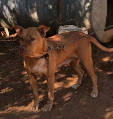 Pitbull(o simil)femmina Red Nose 3anni buona RISCHIA DI TORNARE AL SUD! VARESE - Foto 2