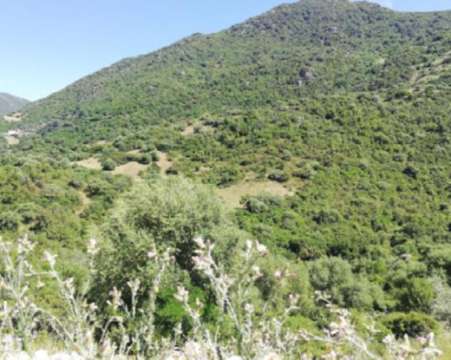 Immobile in asta di 183 m² in vendita a Austis - Foto 8
