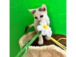 Cocco, splendido gattino cerca casa