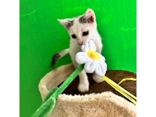 Cocco, splendido gattino cerca casa