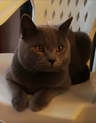 Cuccioli di CERTOSINO PURISSIMI - Foto 7