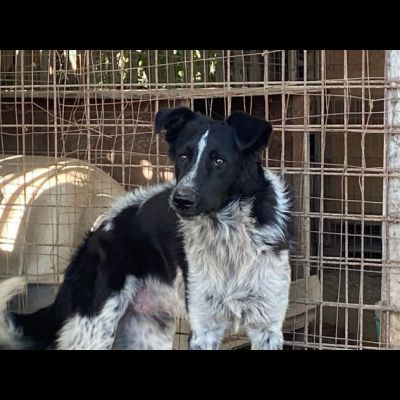 TOTÒ ADORABILE CERCA CASA, CANE IN ADOZIONE - Foto 2