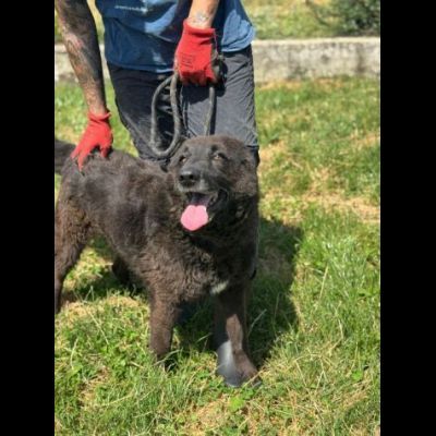 ALBERTO LUPETTO IN MINIATURA, CANE IN ADOZIONE TAGLIA MEDIO CONTENUTA - Foto 5