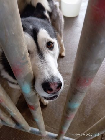 Aron husky