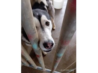 Aron husky