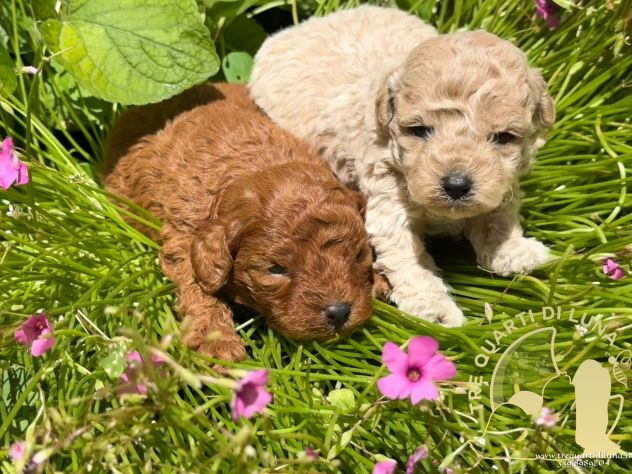 Cuccioli Barboncino Toy – Genitori Testati e Campioni - Foto 4