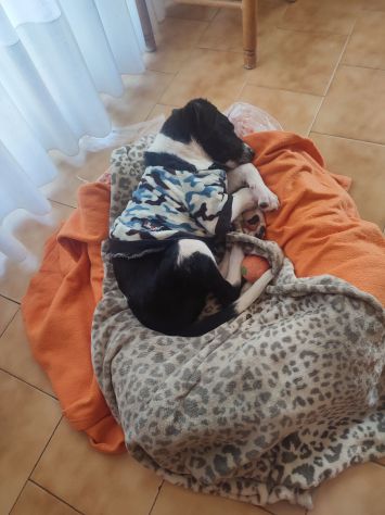 Regalo cucciolo incrocio border collie - Foto 2