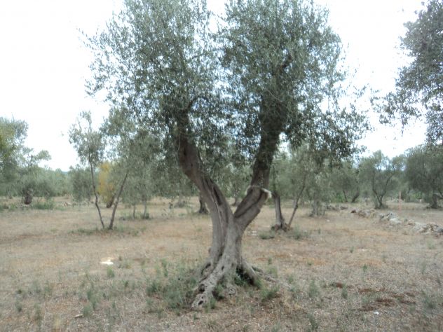 Albero di Ulivo - Foto 6